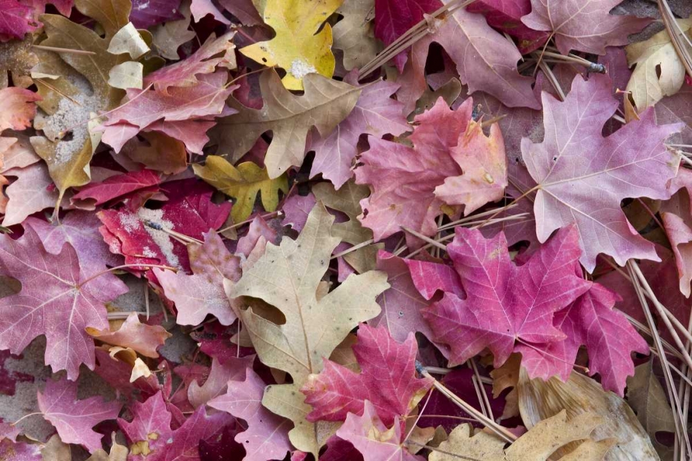 Utah, Zion NP Red maple and oak leaves